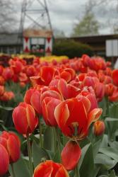 tulip flower pics.jpg