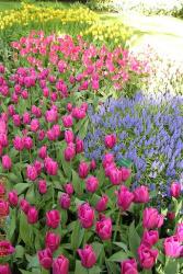tulip flower photos.jpg