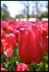 tulip flower pattern.jpg
