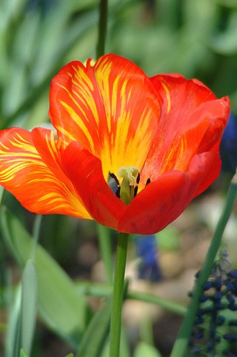 Tulip flower in two tones.jpg