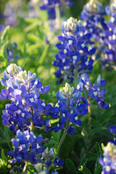 Blue Bonnet Flowers Pictures