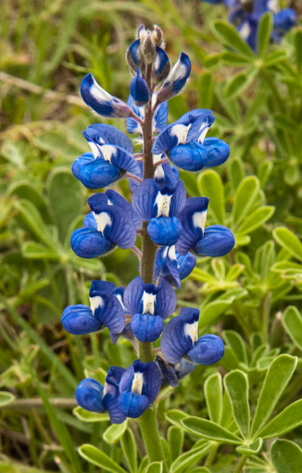 Single bluebonnet picture.PNG