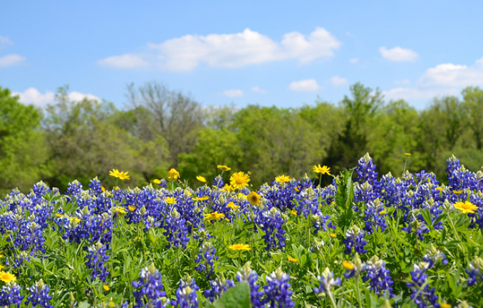 Spring flowers Bluebonnets.PNG