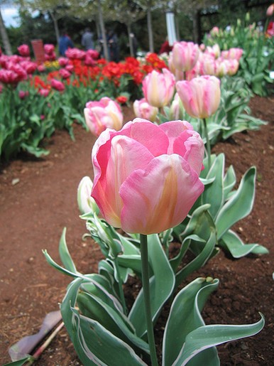 tulip flower gardens.jpg