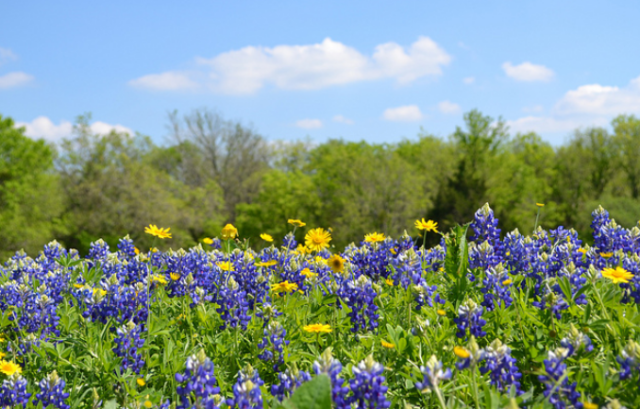 Spring flowers Bluebonnets.PNG