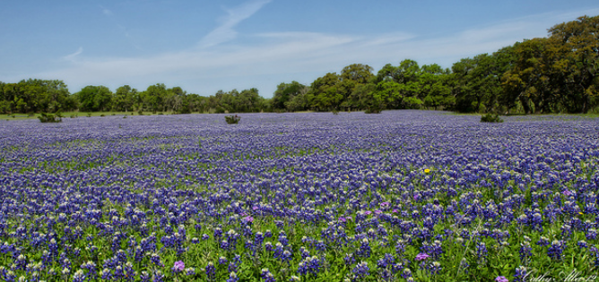 Texas Blue Bonnet field picture.PNG