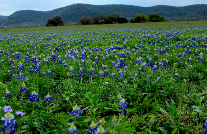 Texas Blue Bonnet with moutain in the background.PNG