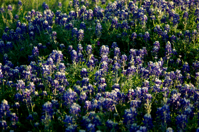 Texas Blue Bonnets.PNG