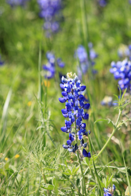 Texas Bluebonnet picture.PNG