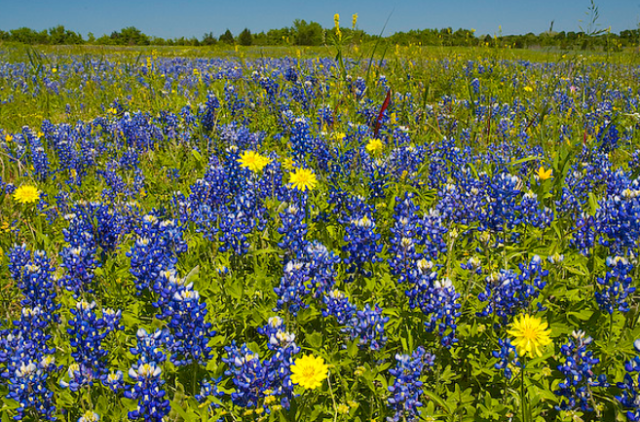 Texas Bluebonnets field with yellow flowers.PNG