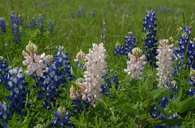 Unique bluebonnets pictures.PNG
