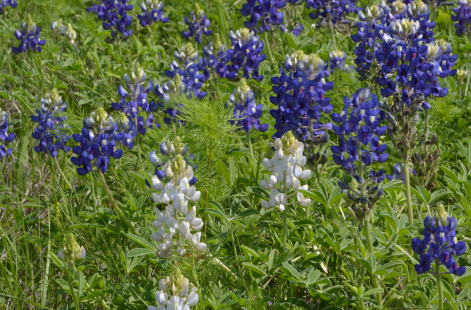 White bluebonnets picture.PNG