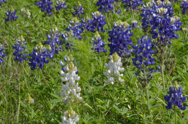 White bluebonnets picture.PNG