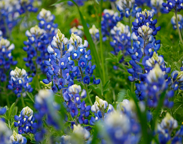 Whtie and blue flowers_bluebonnet.PNG