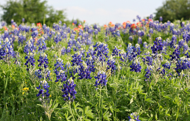 Blue bonnet field.PNG