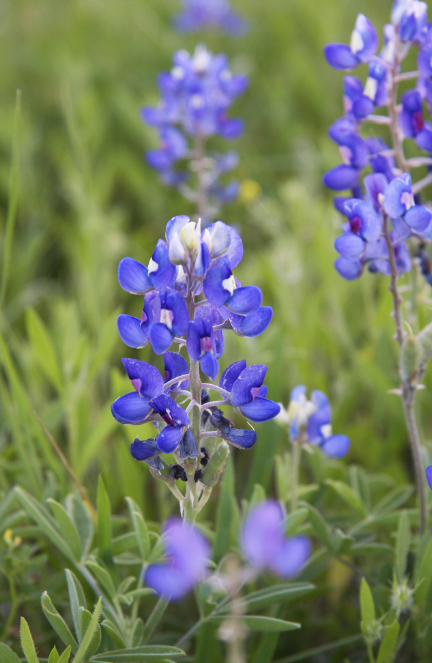 Blue bonnet flower.PNG