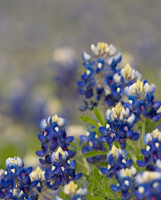 Blue bonnet flowers picture.PNG