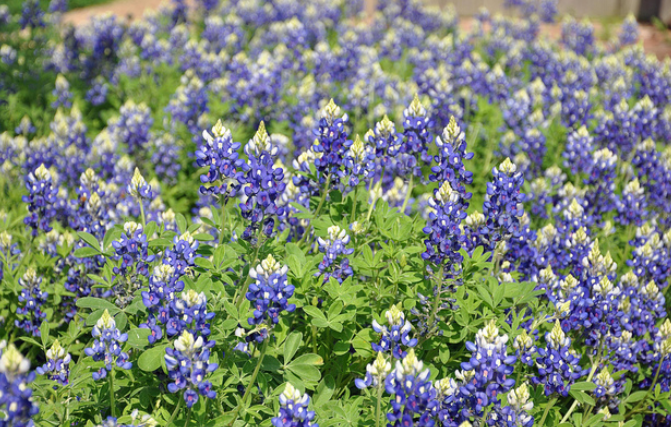 Blue Bonnet Hills.PNG