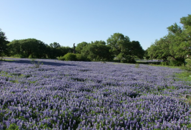 Blue bonnet palace.PNG