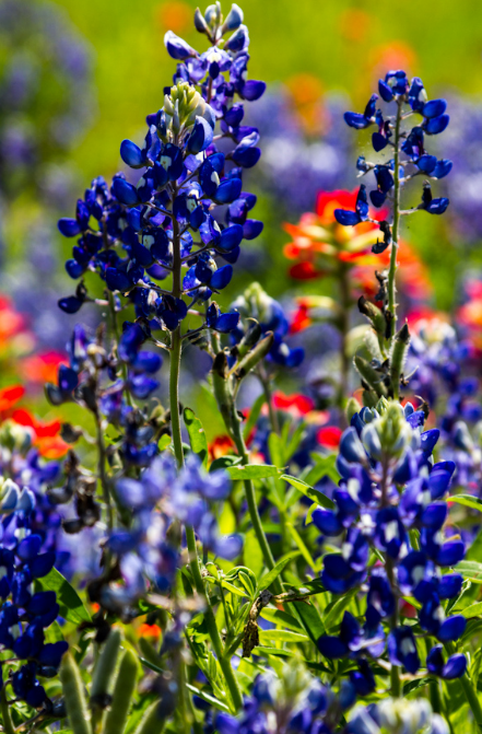 Blue Bonnet pictures.PNG