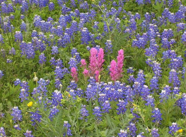 Blue bonnet trails.PNG