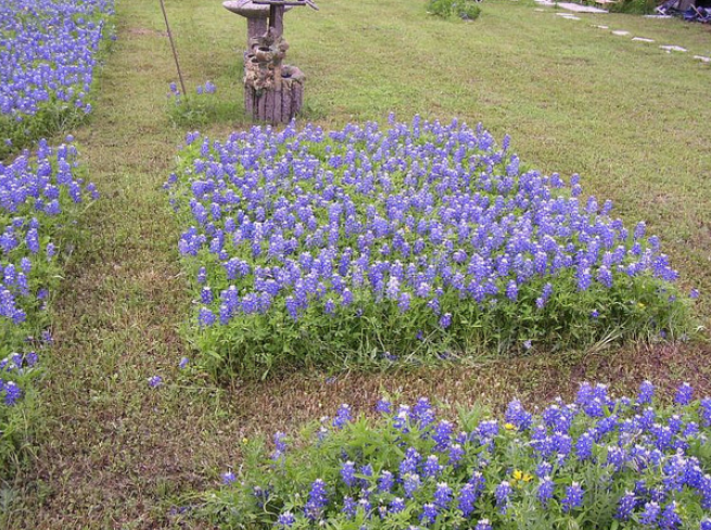 Blue Bonnets gardens picture.PNG