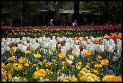 tulip flower garden photo.jpg