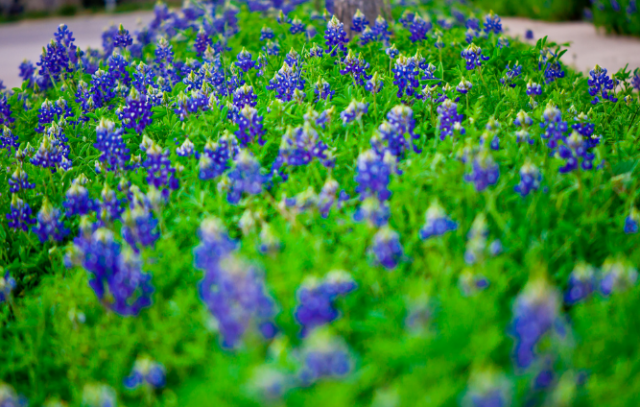 Blue Bonnets image.PNG