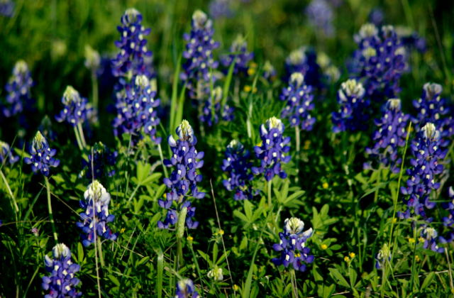 Blue Bonnets in Texas.PNG