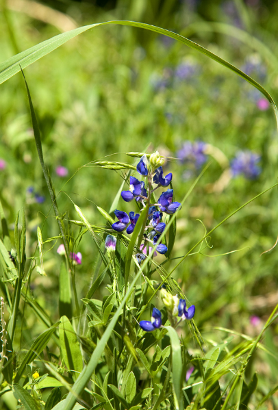 Blue Bonnets photo.PNG