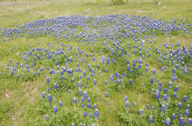 Blue Bonnets pictures.PNG