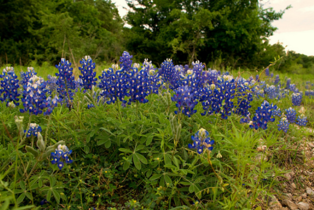 Blue bonnets plants photo.PNG