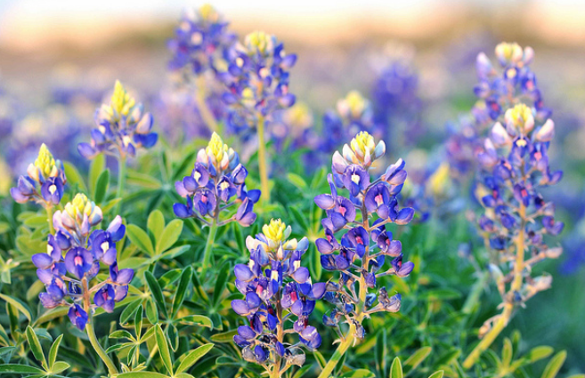 Blue bonnets plants picture.PNG