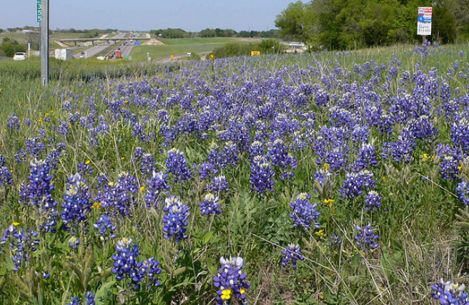 Blue bonnets Texas picture.PNG