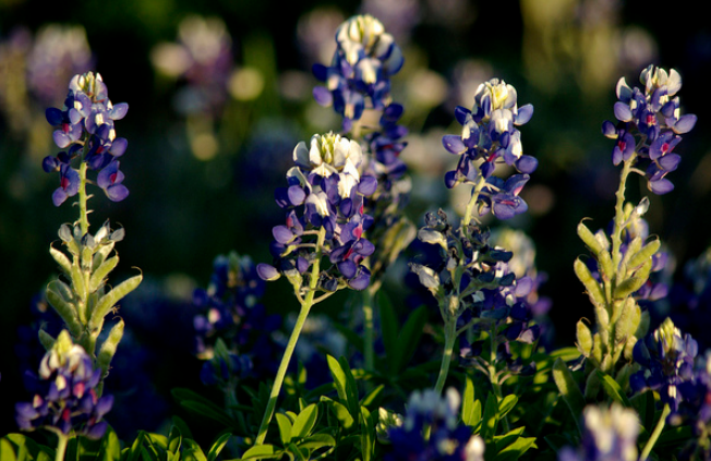 Blue Bonnets Texas.PNG