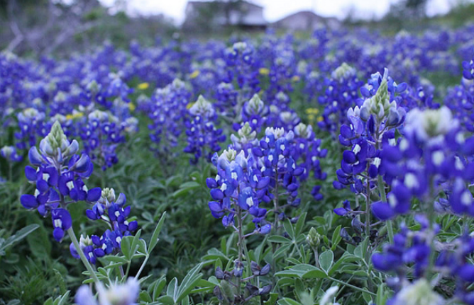 Blue flowers field of Bluebonnets.PNG