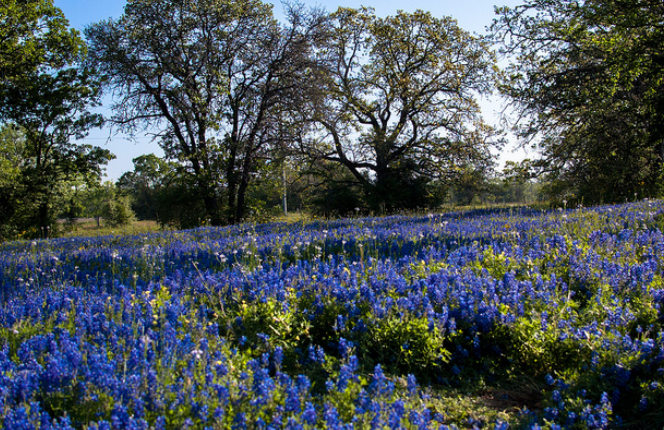 Blue flowers for photo shot.PNG