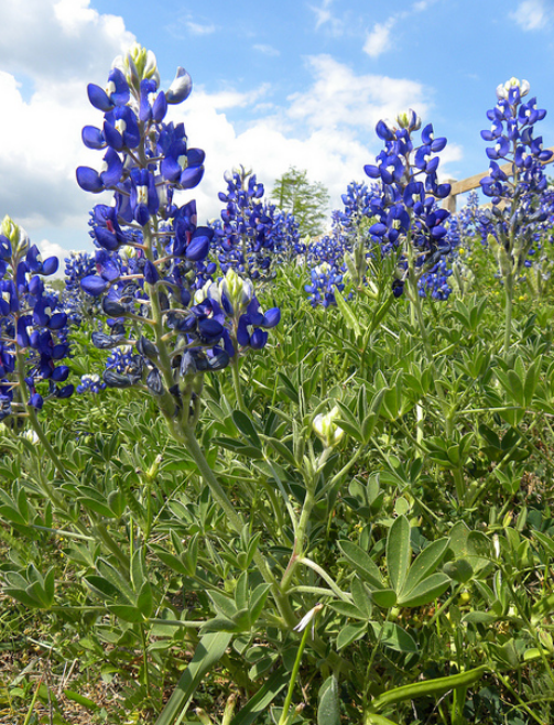 Blue flowers photo.PNG