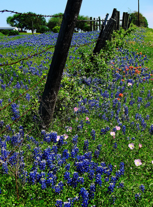 Blue flowers trails with Texas Blue Bonnets images.PNG