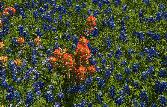 Bluebonnet field with red flowers.PNG
