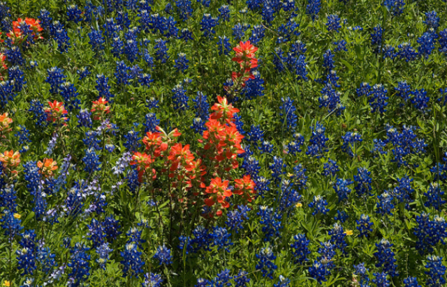 Bluebonnet field with red flowers.PNG