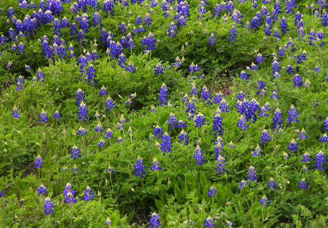 Bluebonnet flowers images.PNG