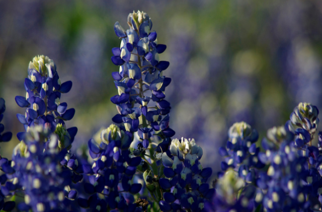 Bluebonnet plant picture.PNG