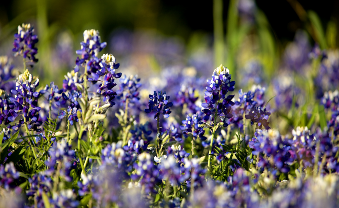 Bluebonnet plants image.PNG