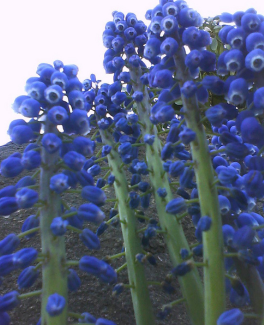 Bluebonnet trails texas.PNG