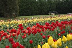 tulip flower festival.jpg