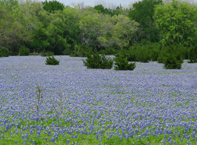 Bluebonnets field image.PNG