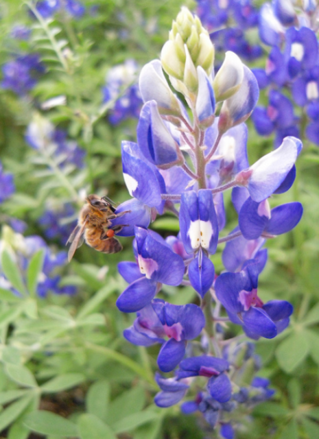 Bluebonnets flowers and bee picture.PNG