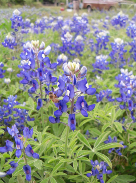 Bluebonnets garden picture.PNG