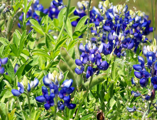Bluebonnets photo.PNG